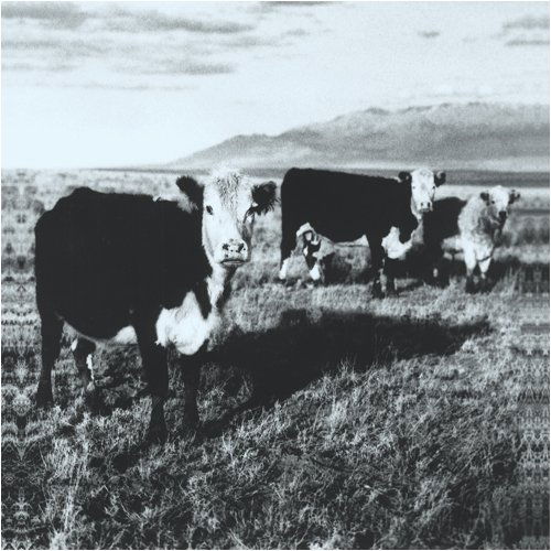 Cover for Mark Kozelek · Finally (CD) [Digipak] (2008)