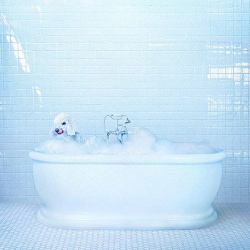 Cover for Frankie Cosmos · Vessel (CD) [Japan Import edition] (2018)