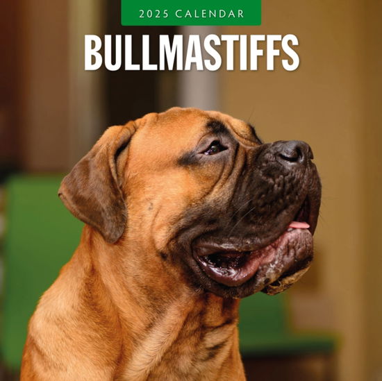 Cover for Red Robin · Bullmastiffs 2025 Square Wall Calendar (Paperback Book) (2024)