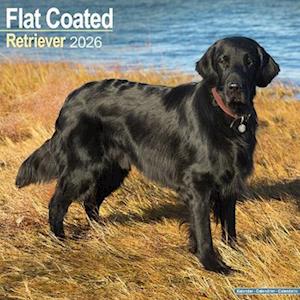 Cover for Flatcoated Retriever Calendar 2026  Square Dog Breed Wall Calendar - 16 Month (Calendar) (2025)