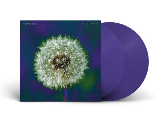 Cover for The Bevis Frond · Focus on Nature (LP) [Purple Vinyl edition] (2024)