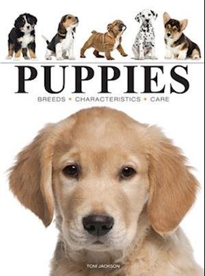 Puppies - Mini Animals - Tom Jackson - Bøger - Amber Books Ltd - 9781838864422 - 14. august 2024