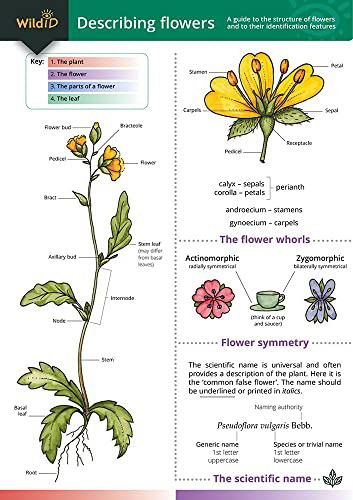 Cover for Anne Bebbington · Describing Flowers (Paperback Book) (1996)