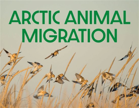 Cover for Arvaaq Press · Arctic Animal Migration: English Edition - Nunavummi Reading Series (Taschenbuch) [English edition] (2025)