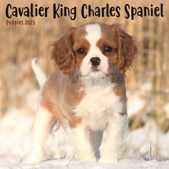 Cavalier King Charles Spaniel Puppies Square Mini Calendar 2025 - Avonside Publishing Ltd - Books - Avonside Publishing Ltd - 9781804605424 - August 23, 2024