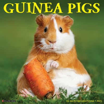 Guinea Pigs 2025 12 X 12 Wall Calendar - Willow Creek Press - Merchandise - Willow Creek Press Calendars - 9781549246425 - 10 september 2024