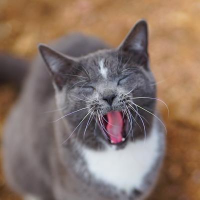 Cover for Jordan Wunderlich · Colorado Barn Cats - Skunk and Chauncey (Paperback Book) (2018)