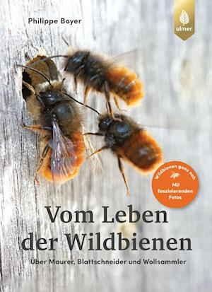 Cover for Philippe Boyer · Vom Leben der Wildbienen (Bok) (2023)