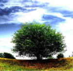 Cover for Milagro · Dieci Gocce Di Veleno (CD)