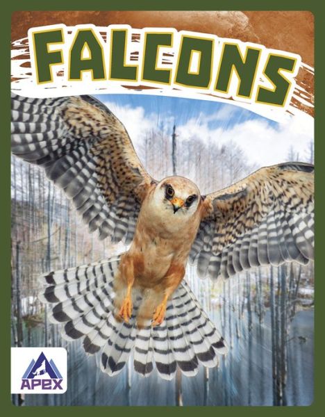 Falcons - Birds of Prey - Connor Stratton - Books - North Star Editions - 9781637381427 - 2022