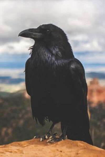 Cover for Pagan Essentials · The Call of the Crow Notebook : For Pagans (Taschenbuch) (2019)