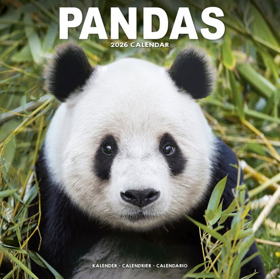 Cover for Panadas Calendar 2026  Square Animal Wall Calendar - 16 Month (Calendar) (2025)