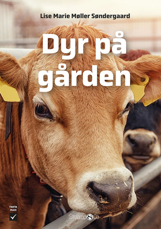 Lise Marie Møller Søndergaard · Maxi: Dyr på gården (Hardcover Book) [1º edição] (2024)