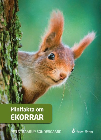 Cover for Per Straarup Søndergaard · Minifakta om ...: Minifakta om ekorrar (Innbunden bok) (2019)