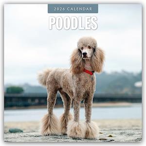 Cover for Red Robin · Poodles 2026 Square Wall Calendar (Paperback Book) (2025)