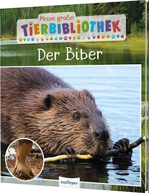 Cover for Axel Gutjahr · Meine große Tierbibliothek: Der Biber (Book) (2024)