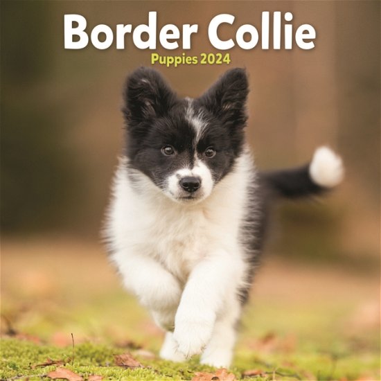 Calendário de raça de cachorro, Border Collie Puppies, Breeds A-B