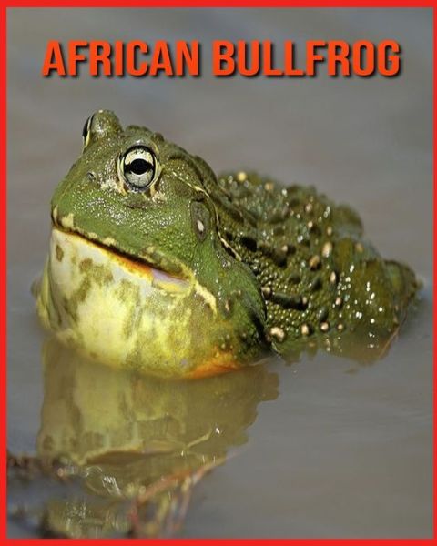 Cover for Linda Davis · African Bullfrog (Paperback Book) (2021)