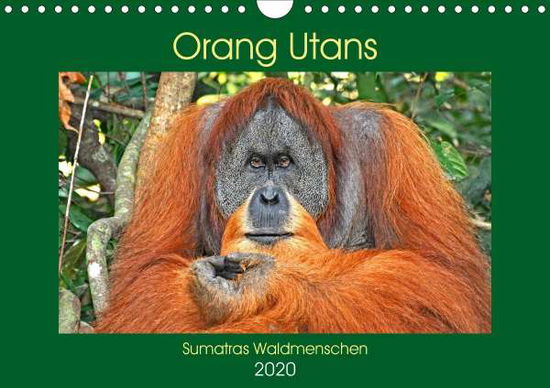 Cover for Edel · Orang Utans Sumatras Waldmenschen (Book)