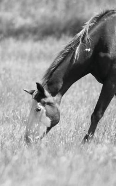 Cover for Jordan Wunderlich · Petite Equine Journal (Paperback Book) (2018)