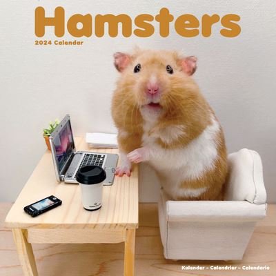 Cover for Avonside Publishing Ltd · Hamsters Calendar 2024  Square Animal Wall Calendar - 16 Month (Kalender) (2023)