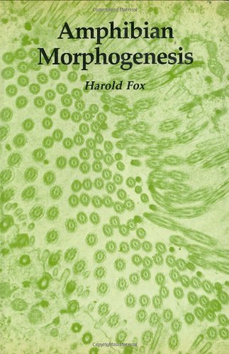 Cover for Harold Fox · Amphibian Morphogenesis - Bioscience (Hardcover Book) [1984 edition] (1984)