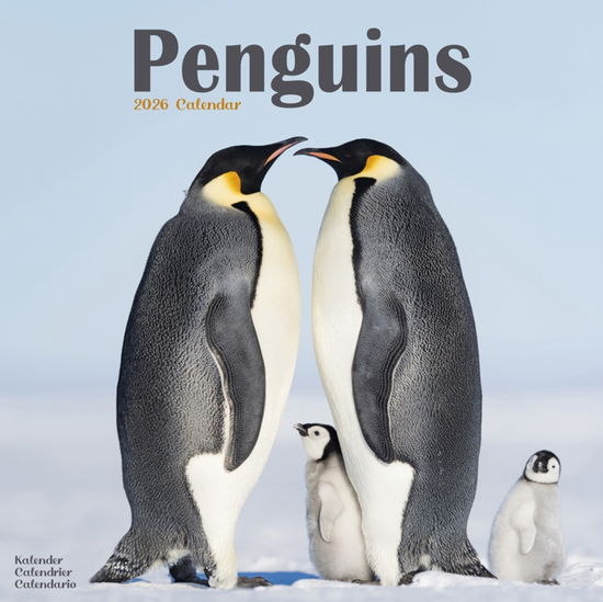 Cover for Penguins Calendar 2026  Square Animal Wall Calendar - 16 Month (Calendar) (2025)
