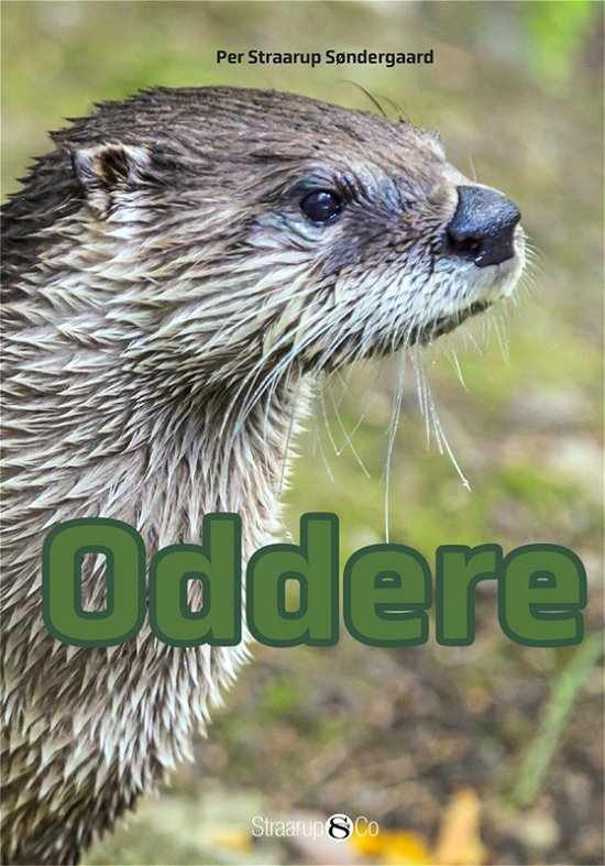 Cover for Per Straarup Søndergaard · Mini: Oddere (Hardcover Book) [1º edição] (2021)