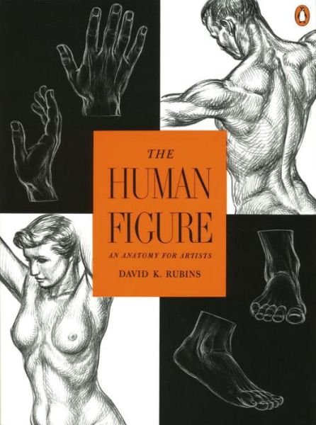 Cover for David K. Rubins · The Human Figure: an Anatomy for Artists (Taschenbuch) [Reissue edition] (1975)