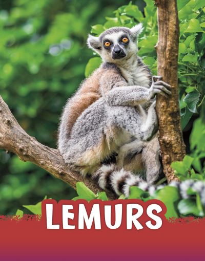 Cover for Jaclyn Jaycox · Lemurs - Animals (Hardcover Book) (2021)