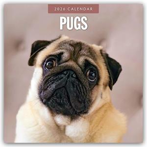Cover for Red Robin · Pugs 2026 Square Wall Calendar (Paperback Book) (2025)