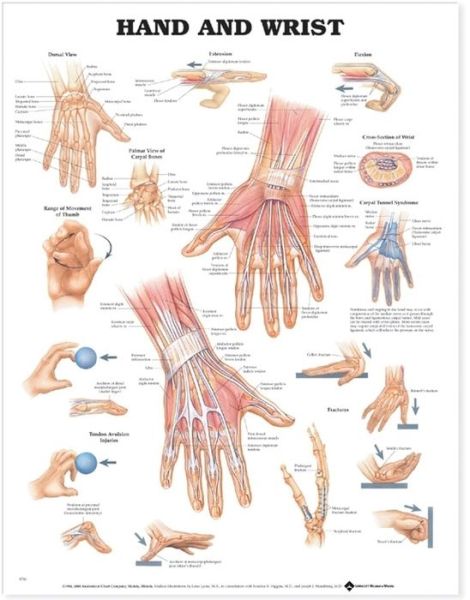 Cover for Anatomical Chart Company · Hand and Wrist Anatomical Chart (Map) (2014)