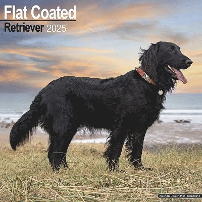 Cover for Flatcoated Retriever Calendar 2025 Square Dog Breed Wall Calendar - 16 Month (Kalender) (2024)