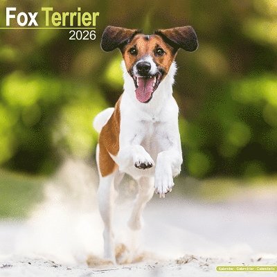 Cover for Fox Terrier Calendar 2026  Square Dog Breed Wall Calendar - 16 Month (Calendar) (2025)