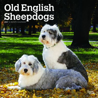 Cover for Browntrout · Old English Sheepdogs 2023 Square (Calendar) (2022)