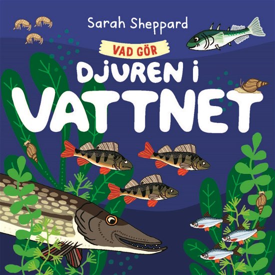 Cover for Sarah Sheppard · Vad gör djuren i vattnet? (Board book) (2024)
