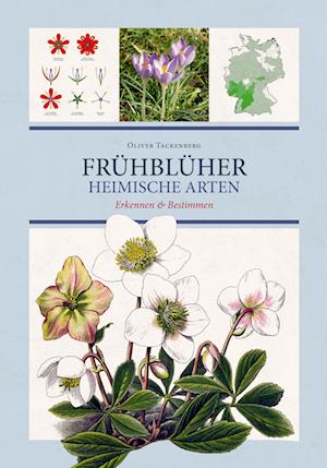 Frühblüher. Heimische Arten. - Oliver Tackenberg - Bücher - Favoritenpresse - 9783968490441 - 14. Januar 2022