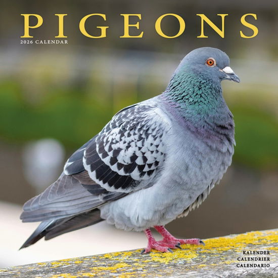 Cover for Pigeons Calendar 2026  Square Birds Wall Calendar - 16 Month (Calendar) (2025)