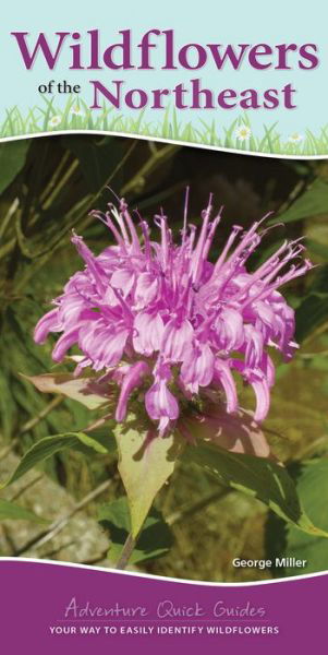 Cover for George Oxford Miller · Wildflowers of the Northeast: Your Way to Easily Identify Wildflowers - Adventure Quick Guides (Spiral Book) (2020)