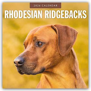 Cover for Red Robin · Rhodesian Ridgebacks 2026 Square Wall Calendar (Paperback Book) (2025)