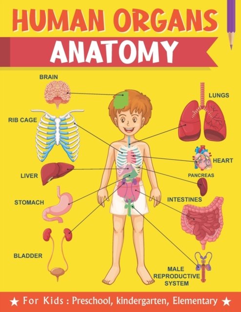 Human Organs Anatomy For Kids Preschool kindergarten Elementary: Learning human anatomy kids & toddlers, book for preschooler, kindergarten for Boys, Girls, Fun book for kids ages 2-4 4-8, to learn body human anatomy - Thomas Johan - Bøger - Independently Published - 9798713399443 - 24. februar 2021