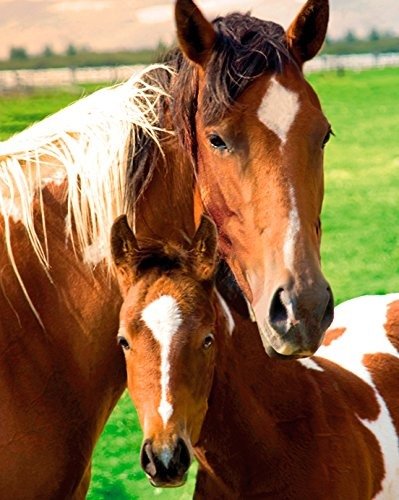 Cover for Horses · Horses Mare &amp; Foal (MINI POSTER 40x50) (MERCH)
