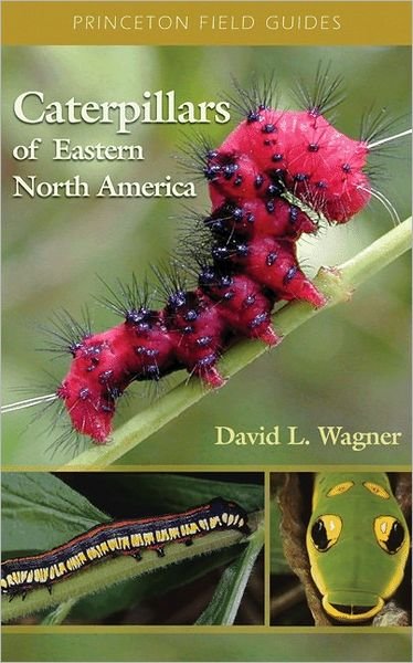 Caterpillars of Eastern North America: A Guide to Identification and Natural History - Princeton Field Guides - David Wagner - Bøker - Princeton University Press - 9780691121444 - 14. august 2005
