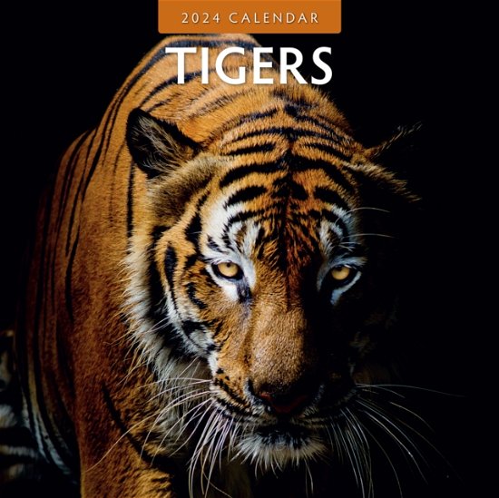 Cover for Red Robin Publishing Ltd. · Tigers 2024 Square Wall Calendar (Paperback Book) (2023)