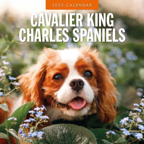 Cover for Red Robin · Cavalier King Charles Spaniel 2025 Square Wall Calendar (Paperback Book) (2024)