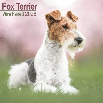 Cover for Fox Terrier Wirehaired Calendar 2026  Square Dog Breed Wall Calendar - 16 Month (Calendar) (2025)