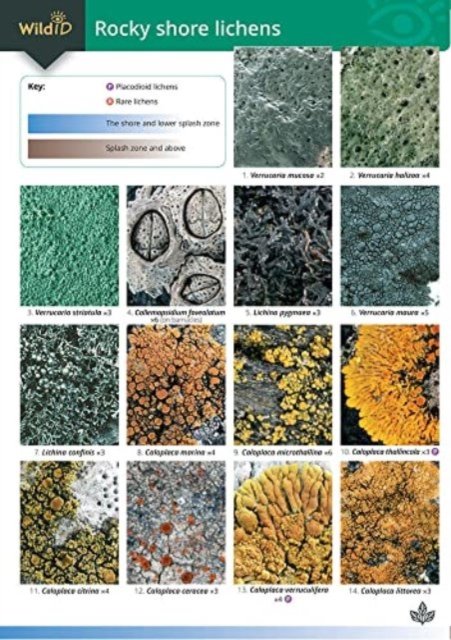 Cover for Frank Dobson · Guide to Rocky Shore Lichens (Map) (2009)