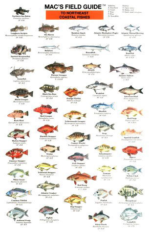 Northeast Coastal Fish (Mac's Guides) (Laminated Card) - Craig Macgowan - Other - Mountaineers Books - 9780898862447 - June 30, 1990