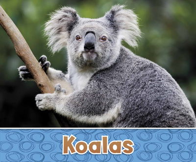 Cover for Sara  Louise Kras · Koalas - Australian Animals (Paperback Book) (2019)