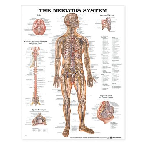 Cover for Anatomical Chart Com · The Nervous System Anatomical Chart (Map) (2002)